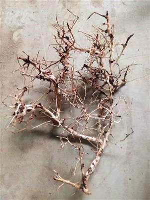 Aquascaping root 25-35cm